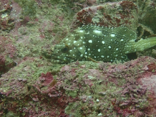 Starry Grouper (Epinephelus labriformis)