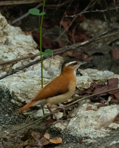 Pale-legged Hornero