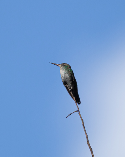 Blue-chinned Sapphire
