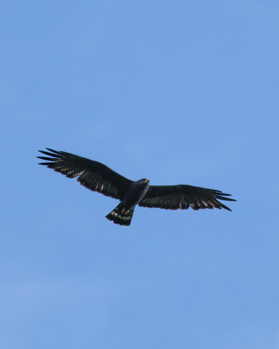 Zone-tailed Hawk