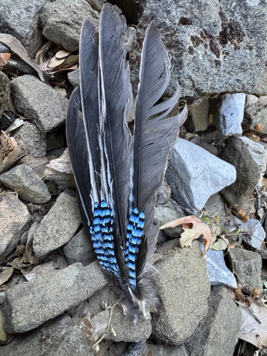 Eurasian Jay