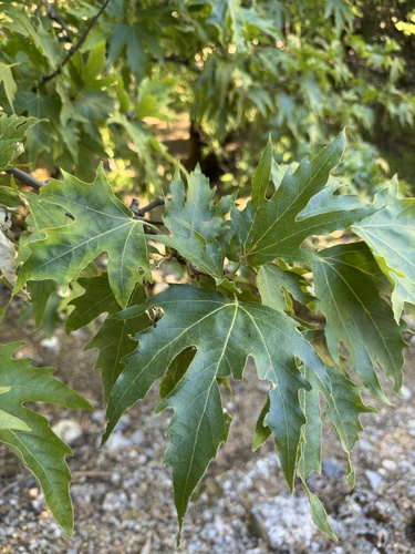 Oriental Plane