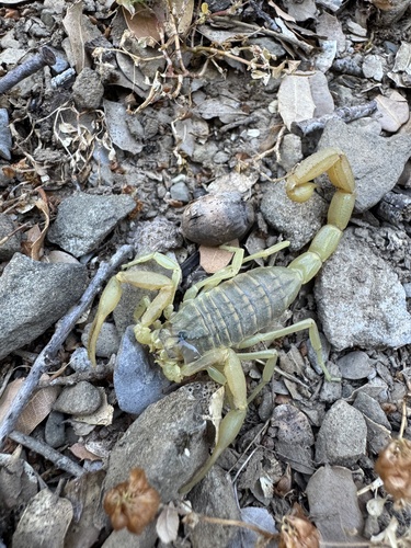 Mediterranean Checkered Scorpion