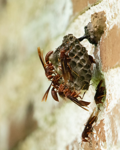 Neotropical Red Paper Wasp