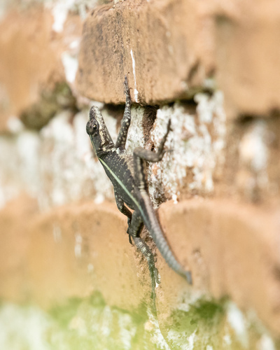 Striped Lava Lizard