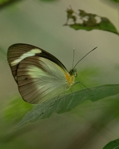 Cross-barred White
