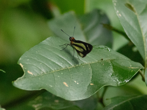 Troyus phyllides