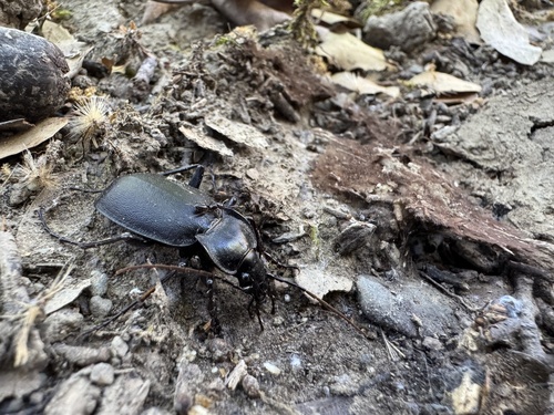 Carabus banonii