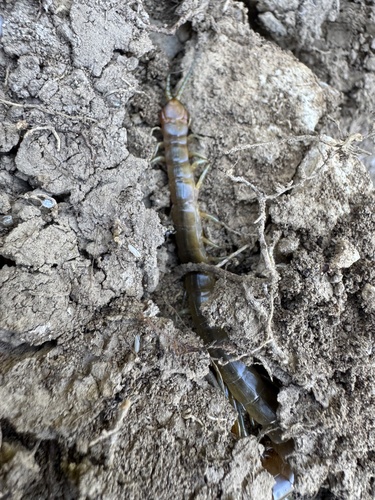 Cretan Giant Centipede
