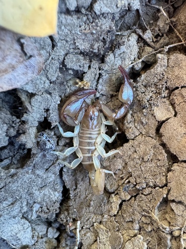 Cretan Small Wood-Scorpion