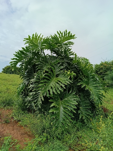 Tree Philodendron