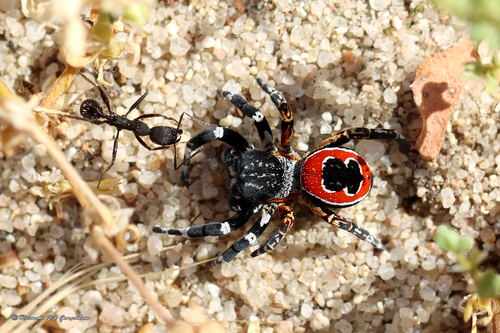 Eresus sedilloti