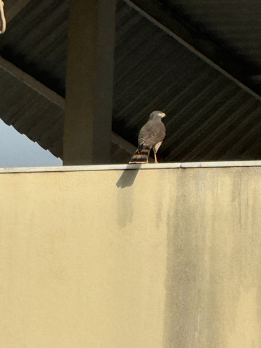 Roadside Hawk