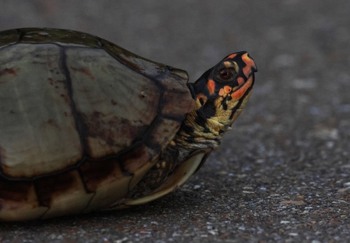 Three-toed Box Turtle