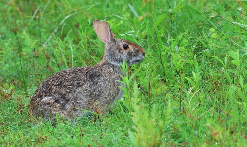 Swamp Rabbit