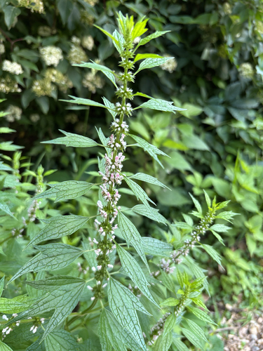 common motherwort