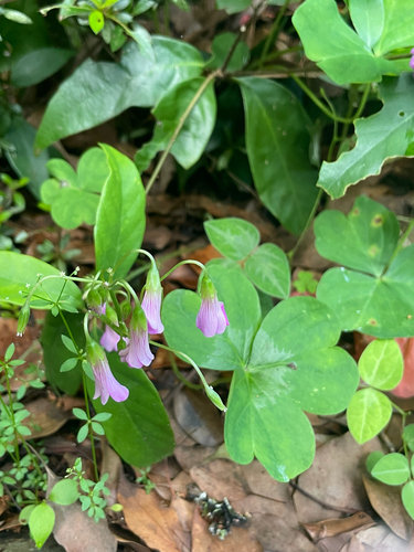 Largeflower pink-sorrel