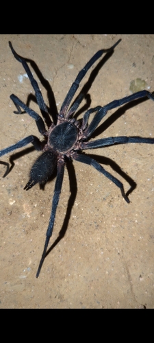 Trechona venosa