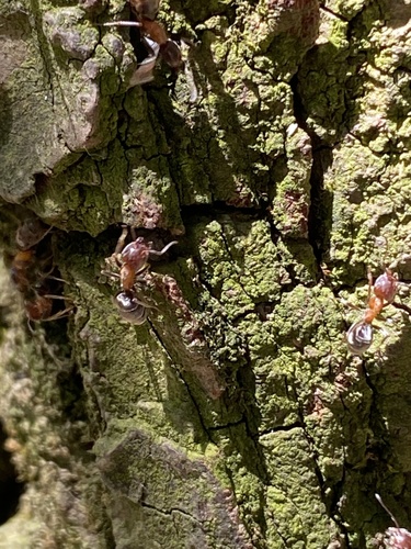 Small-headed tree ant