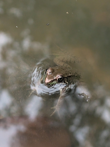 Green Frog