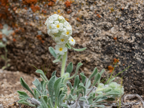 Cryptantha tumulosa (Payson) Payson