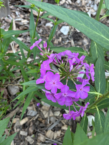 fall phlox