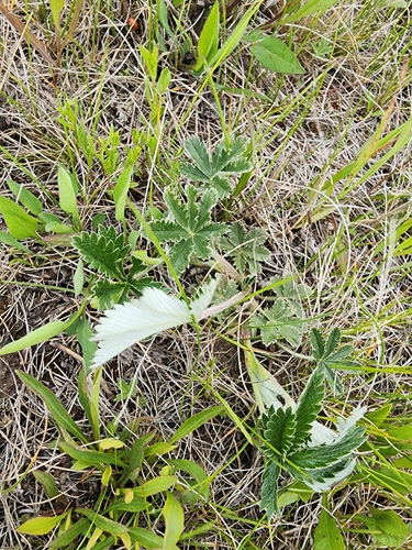 white-leaved cinquefoil