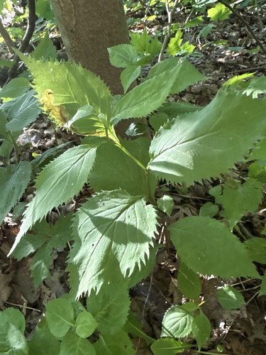 broad-leaved goldenrod
