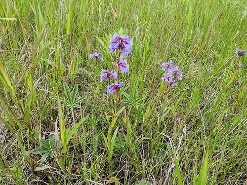Small-flower Beardtongue