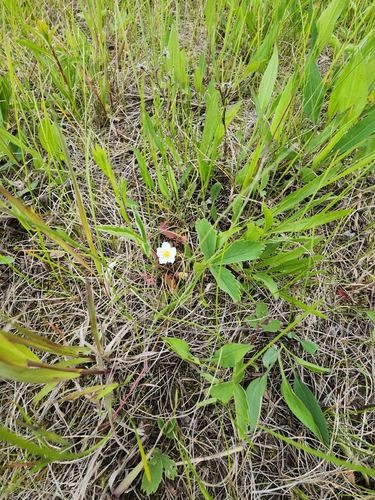 Virginia strawberry