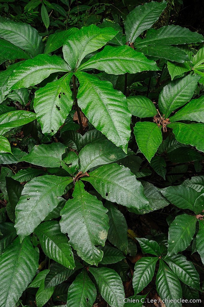 Christensenia aesculifolia (Christensenia aesculifolia)