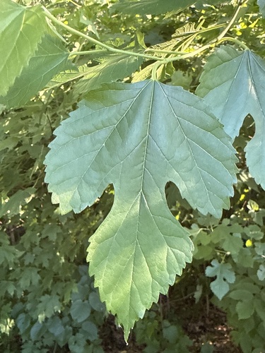 white mulberry