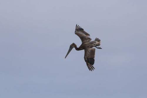 California Brown Pelican