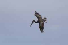 California Brown Pelican