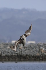 California Brown Pelican