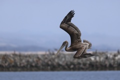 California Brown Pelican