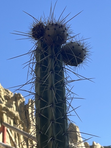 Corryocactus melanotrichus