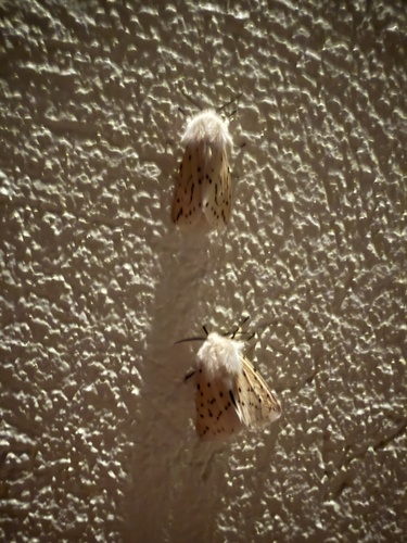 White Ermine