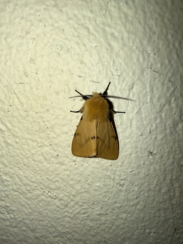 Buff Ermine