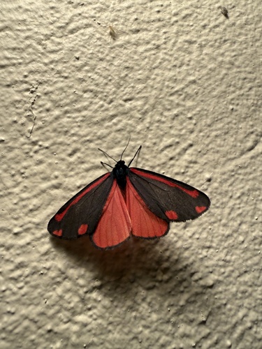 Cinnabar moth