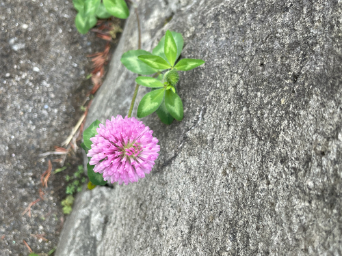 Red Clover