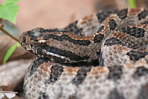Pygmy Rattlesnake