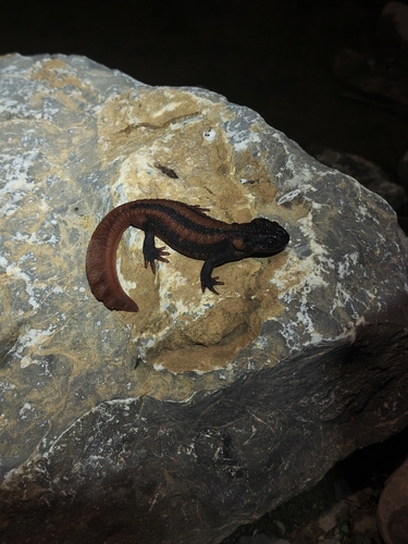 Red-tailed Knobby Newt