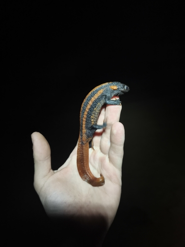 Red-tailed Knobby Newt