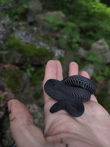 Peters' Odd-scaled Snake