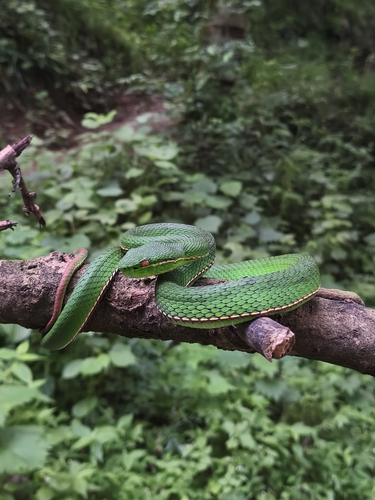 Chinese Green Tree Viper