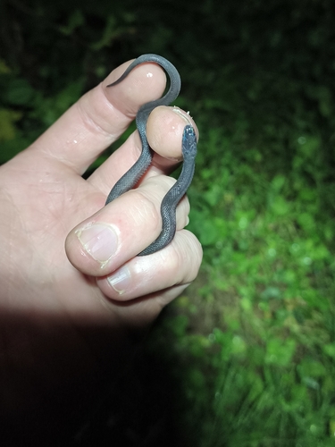 Peters' Odd-scaled Snake