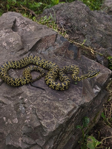 Jerdon's Pitviper