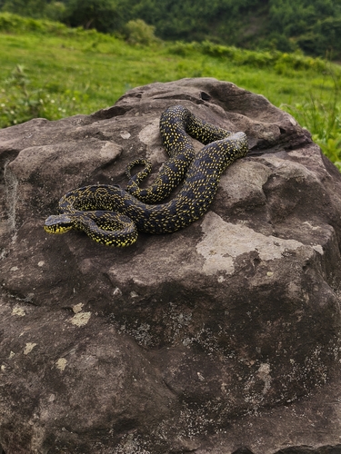 Jerdon's Pitviper
