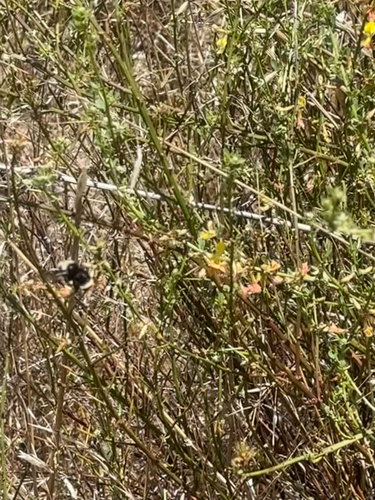 iNaturalist observation photo of Pyrobombus